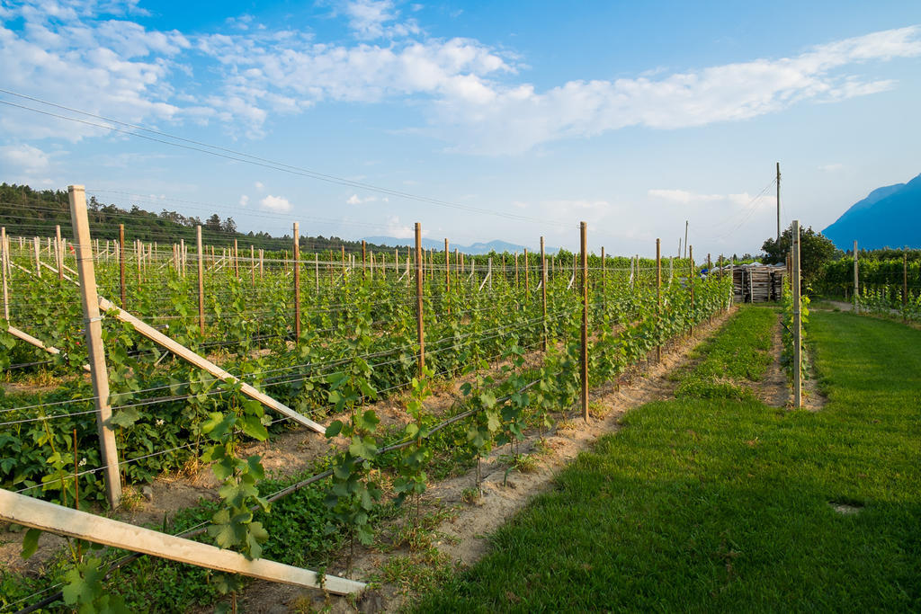 Apartment Pippohof Appiano Sulla Strada Del Vino